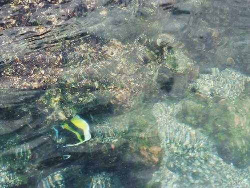 moorish idol