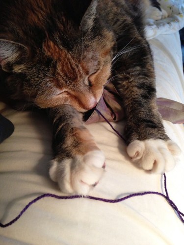 Sleeping Mookie