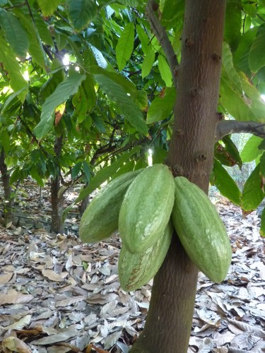 green cacao