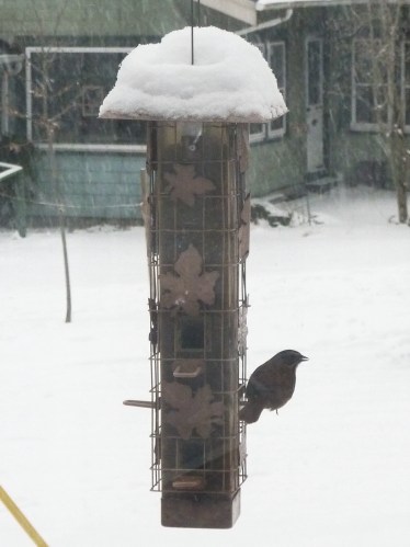 bird feeder