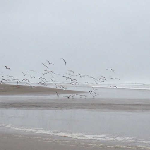 seagulls