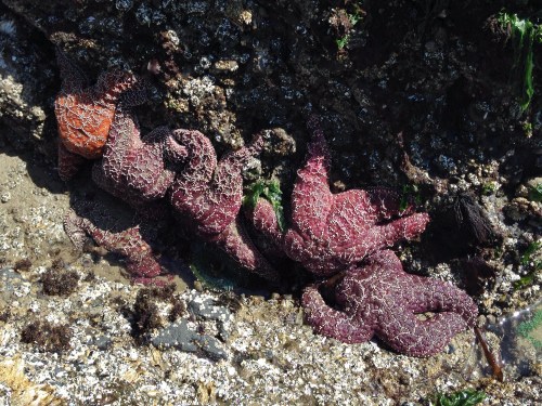 starfish clump at haystack rock