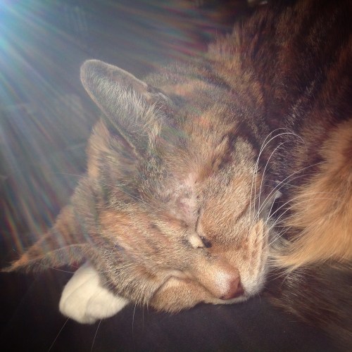 catnap pdxknitterati