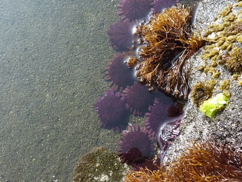 shingle urchins hawaii