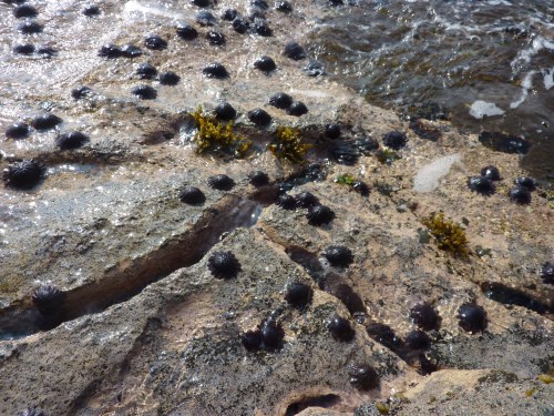 shingle urchins hawaii
