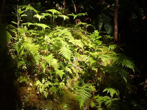 fern forest