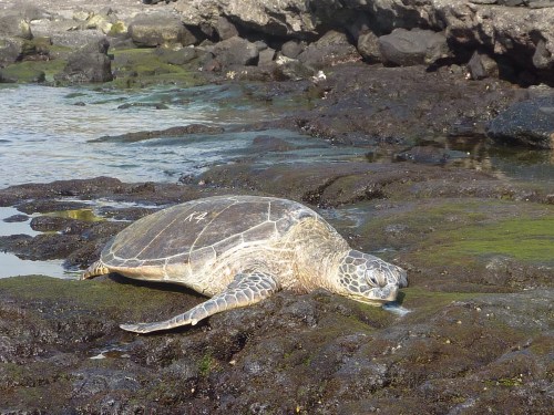 K4 honu Kahalu'u