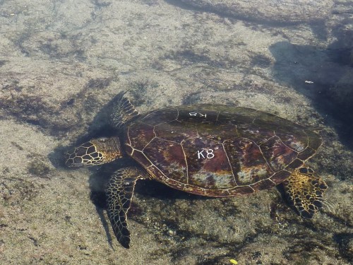 K8 honu Kahalu'u