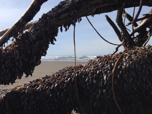 gooseneck barnacles on driftwood
