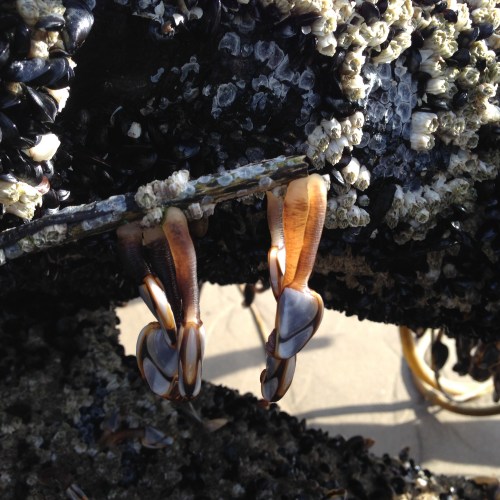 pelagic gooseneck barnacles