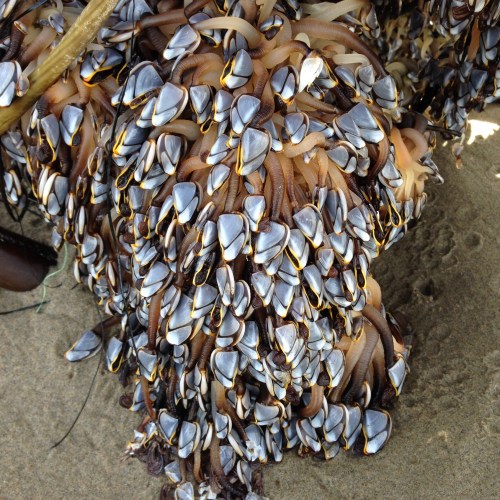 pelagic gooseneck barnacles