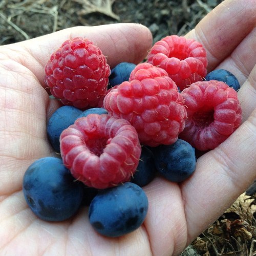 raspberry blueberry