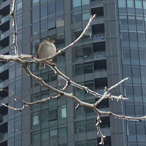 bird and freezing rain