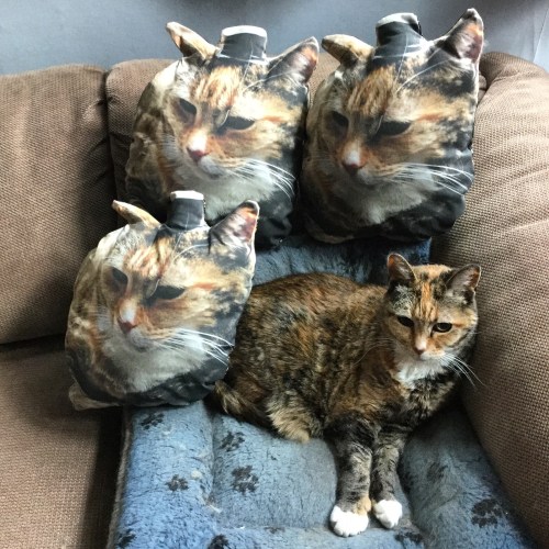 cat pillows with cat