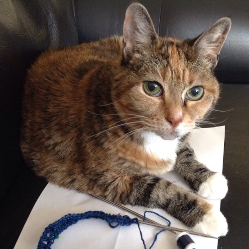 knit supervisor mookie