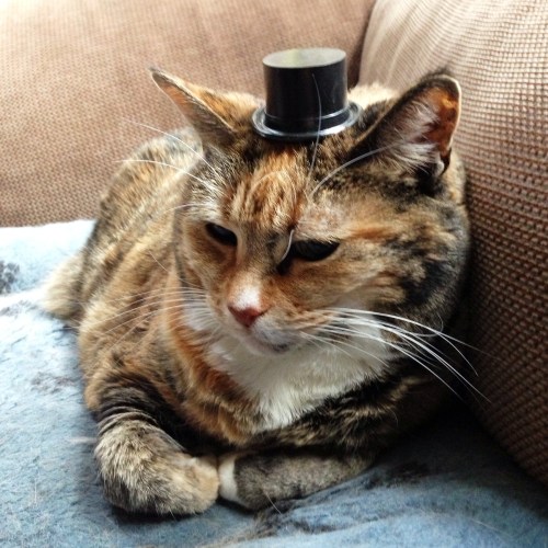 top hat Mookie