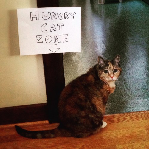 hungry cat zone mookie