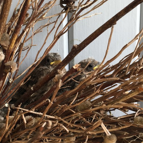 baby finches 2 weeks old