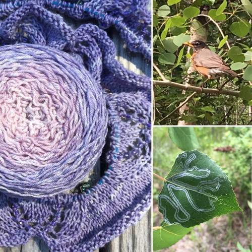 twin leaf at icicle creek