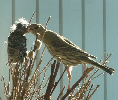 finch baby and mom