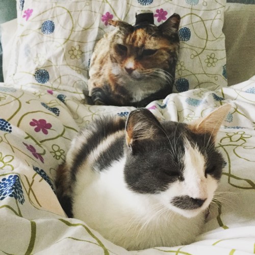 Coco and Mook pillow