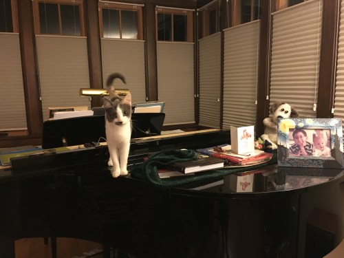 piano cat