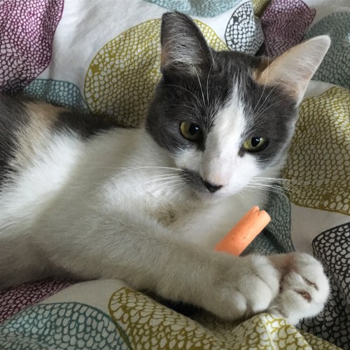 Biscuit and her nerf dart