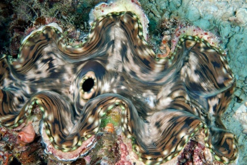 tridacna clam
