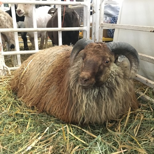 Icelandic wool on the hoof