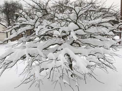 Snowy tree