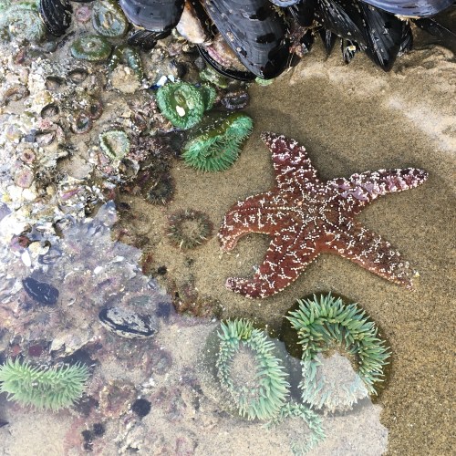 Lone sea star at Chapman Point