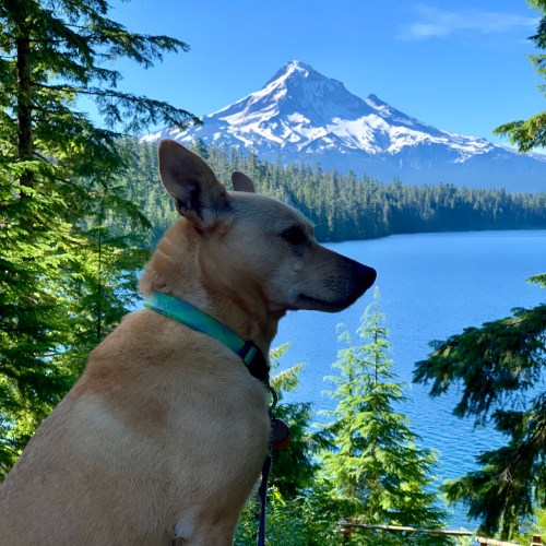 Dog at Lost Lake, Mt. Hood