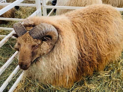 Icelandic on the hoof