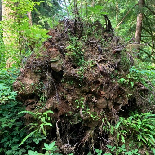 fauna growing from nurse log