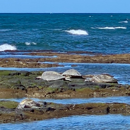 Four Hawaiian green turtles basking in the sun