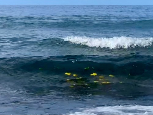 yellow tang fish in the waves