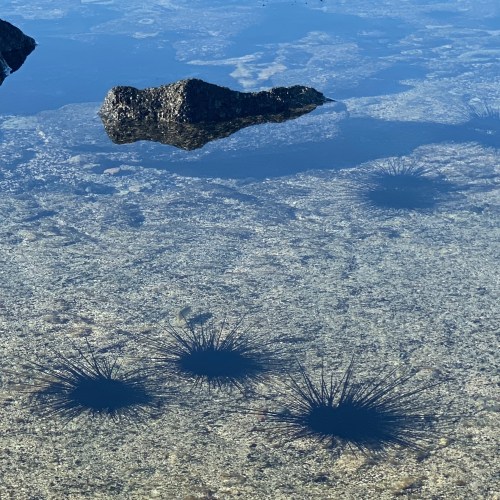Spiny sea urchins