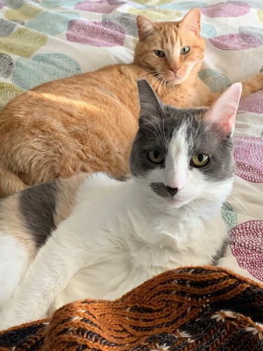 two cats on a bed, with knitting