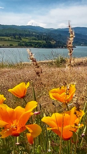 Poppies, Columbia River, Mount Hood in the background