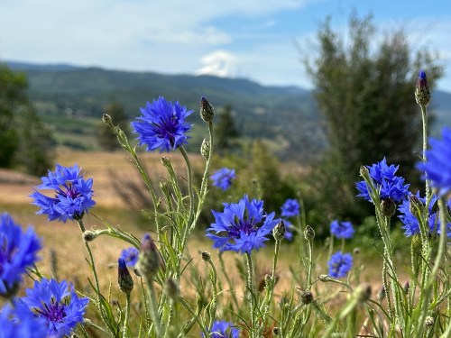 Bachelor’s buttons, and Mount Hood
