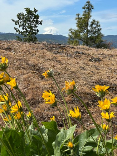 Yellow balsamroot flowers and a view of Mount Hood at Catherine Creek, Washington