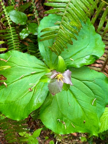 trillium