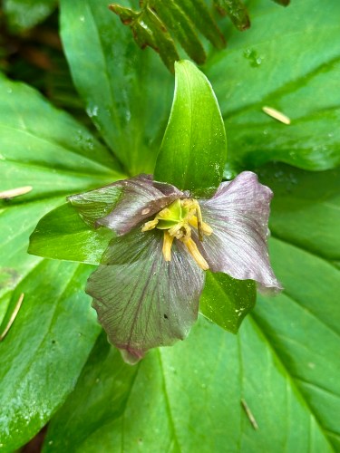 trillium flower