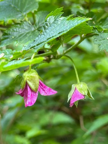 salmonberry blossoms