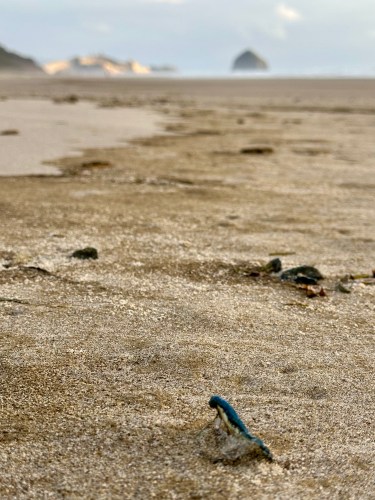 Velella velella, dried up, Cape Kiwanda and Haystack Rock in the distance