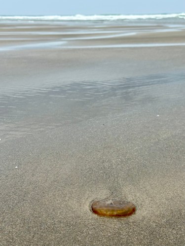 Jellyfish stranded on the beach