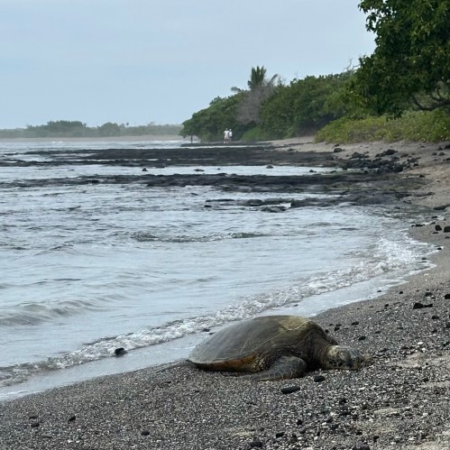 honu on beach