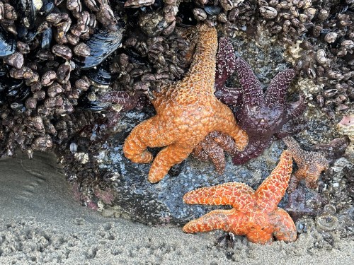 orange and purple starfish