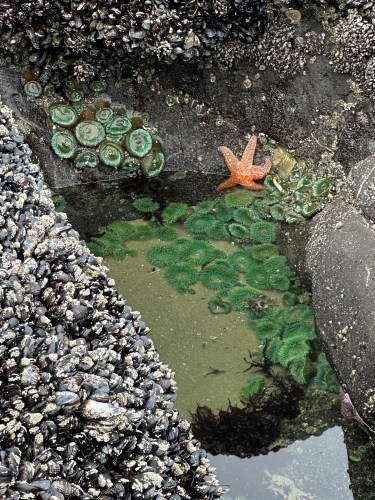 starfish and sea anemones