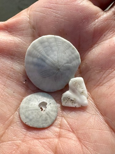 sand dollars